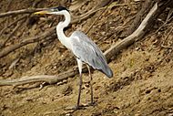 Cocoi Heron Ardea cocoi Pantanal 2009.jpg