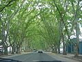 Colonia Caroya