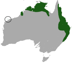 Mapa de distribución de Planigale maculata