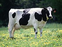 Archivo:Cow female black white