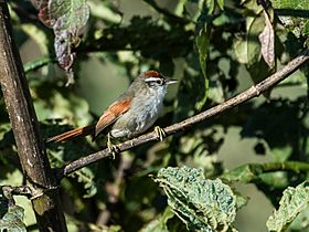 Cranioleuca antisiensis baroni - Line-cheeked (Baron's) Spinetail.jpg