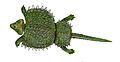 Cyamodus BW