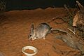 Easter Bilby