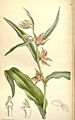 Epipactis gigantea - Curtis' 125 (Ser. 3 no. 55) pl 7690 (1899)