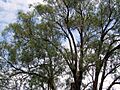 Eucalyptus macarthurii Bowral