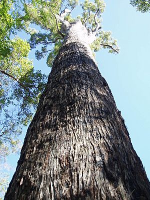 Archivo:Eucalyptus marginata 2