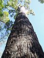 Eucalyptus marginata 2