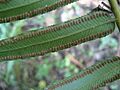 Fern - Marattia fraxinea (4517696857)