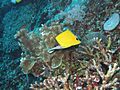 Forcipiger longirostris, Mindoro