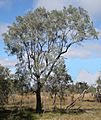 Grevillea striata tree