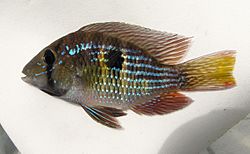 Gymnogeophagus rhabdotus.jpg
