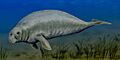 Halitherium BW