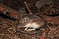 Heteromys irroratus texensis