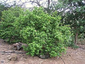 Archivo:Hibiscus clayi - Koko Crater Botanical Garden - IMG 2264