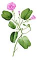 Ipomoea pes-caprae Blanco1.29-cropped