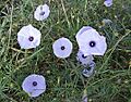 Ipomoea ternifolia (25086671852)
