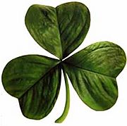 Archivo:Irish clover