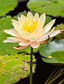 Loto sagrado (Nelumbo nucifera), Ciudad Ho Chi Minh, Vietnam, 2013-08-14, DD 02
