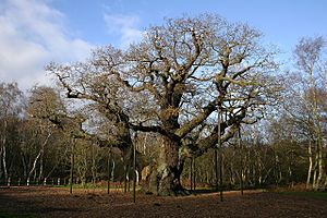 Archivo:Major Oak in Sherwood Forest in 2006
