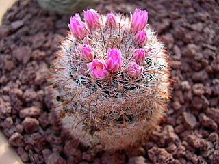 Mammillaria guillauminiana.jpg