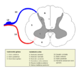 Medulla spinalis - Section - Latin