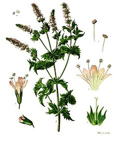 Mentha viridis - Köhler–s Medizinal-Pflanzen-096.jpg