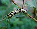 Monarch Butterfly Danaus plexippus Caterpillar 2000px