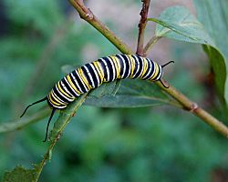 Archivo:Monarch Butterfly Danaus plexippus Caterpillar 2000px