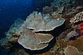 Montipora2