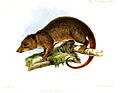 MyoictisWallaciiWolf