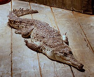 Archivo:OrinocoCrocodile