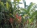 Parque Heliconia