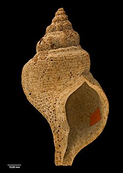 Penion fairfieldae (Powell, 1947) (AM MA71145-1).jpg