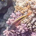 Pez halcón de cabeza moteada (Paracirrhites forsteri) sobre un coral (Pocillopora verrucosa), parque nacional Ras Muhammad, Egipto, 2022-03-30, DD 34