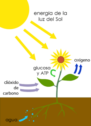Archivo:Photosynthesis-es