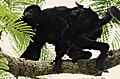 Propithecus perrieri 001