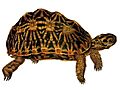 Psammobates geometricus 1872 white background