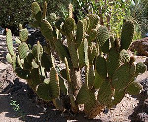 Archivo:Rabbit ears cactus