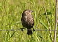 Red-Winged Blackbird Female