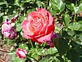 Rosa 'Miami Playa' Dot RPO