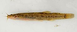 Scleronema teiniagua.jpg