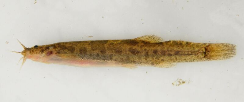 Scleronema teiniagua