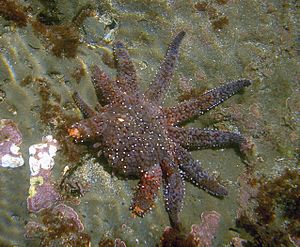 Archivo:Sea star regenerating legs