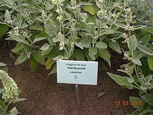 Archivo:Sideritis pumila (Chagorra de risco)