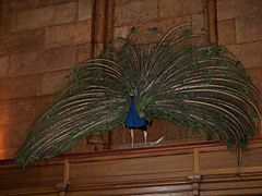 Smithsonian Peacock
