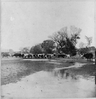 Smokey-hill-river-cattle-drive.jpg