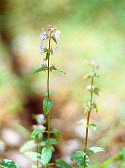 Stachys floridana.jpg