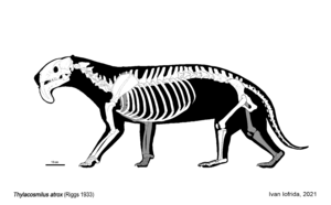 Archivo:Thylacosmilus atrox Skeletal Reconstruction