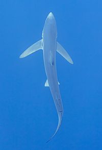 Archivo:Tiburón azul (Prionace glauca), canal Fayal-Pico, islas Azores, Portugal, 2020-07-27, DD 24