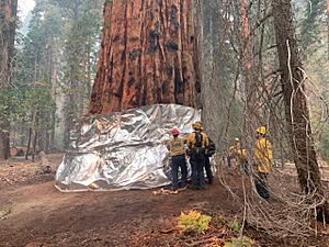 Archivo:Tree fire protection at the Sequoia National Forest